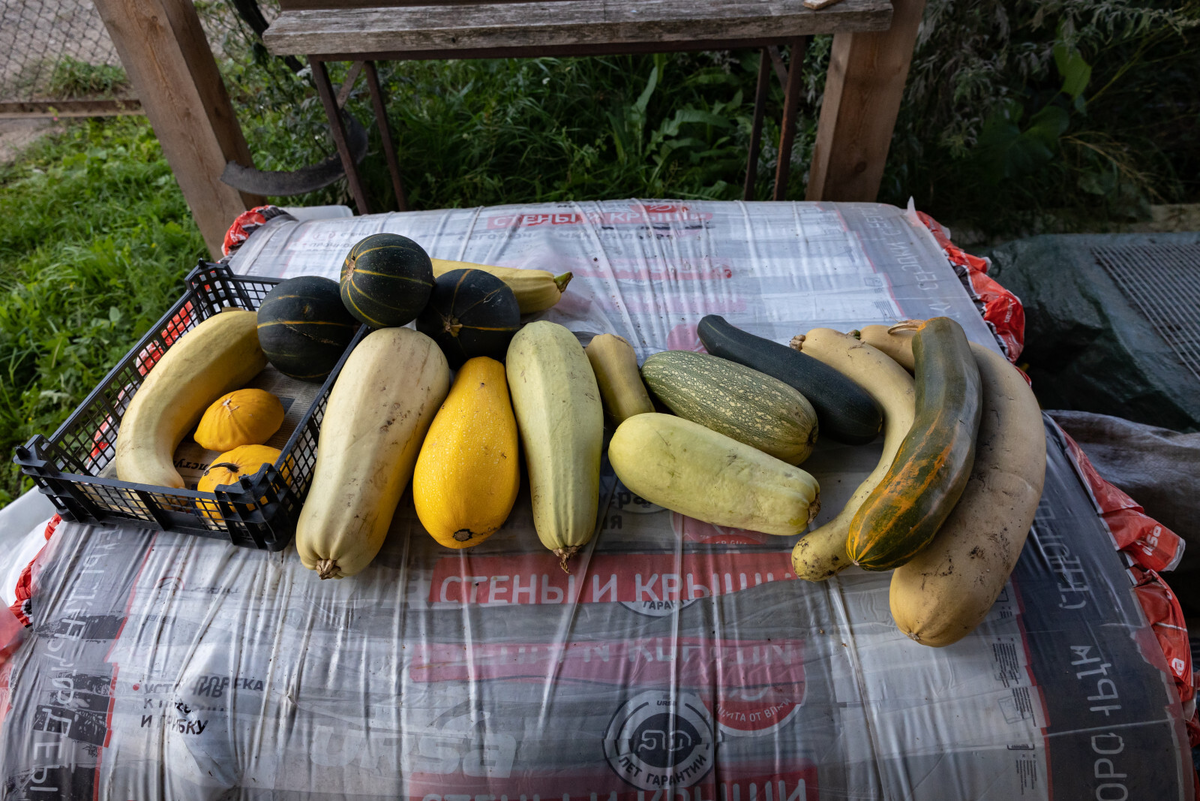 Фото: Дмитрий Фуфаев / «Петербургский дневник»
