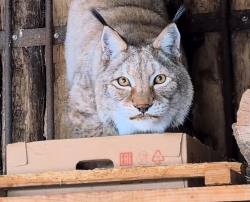    Марусе больше всего понравилась коробка. Фото: Самарский зоопарк