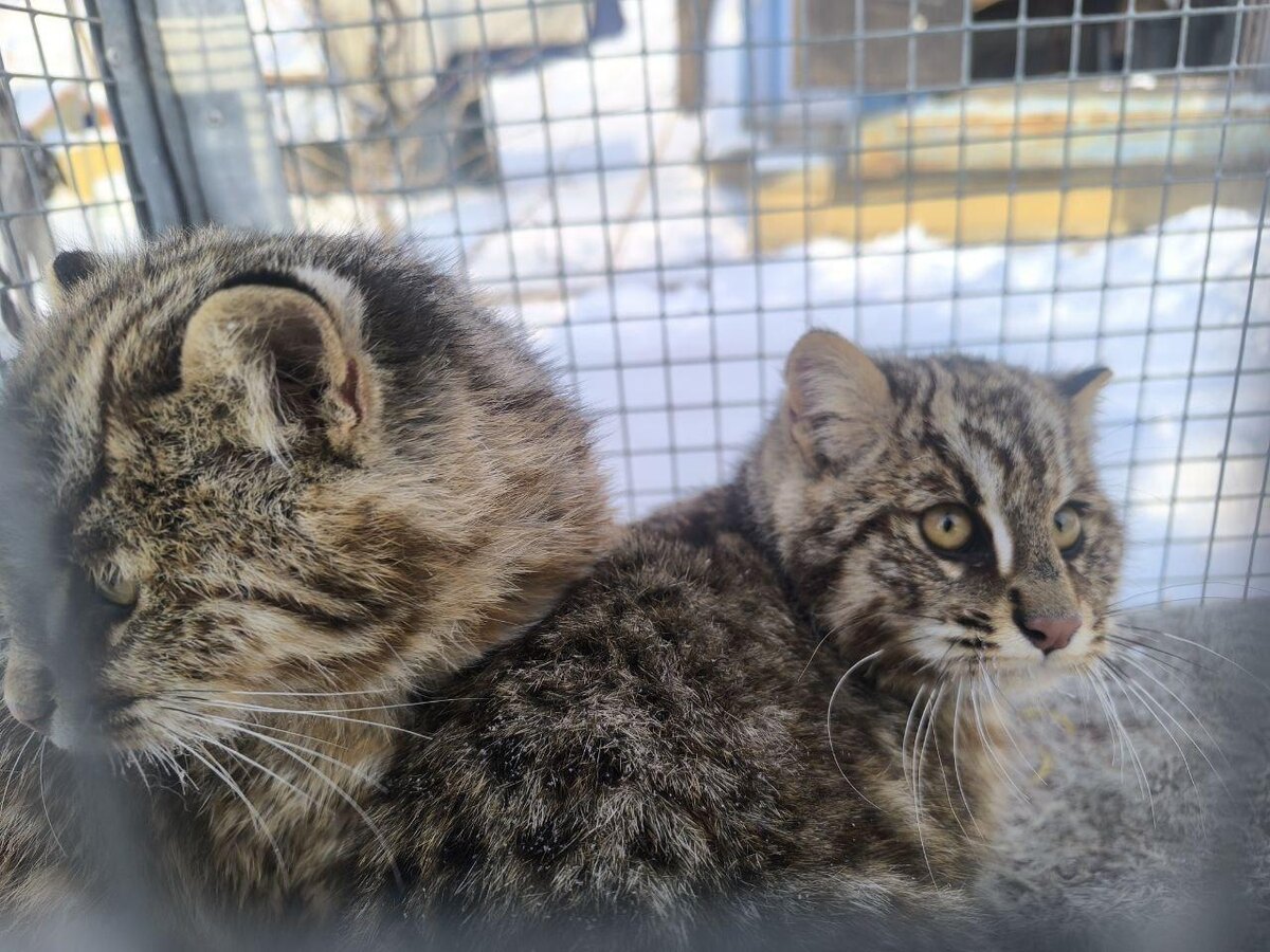    фото:Центр «Тигр»