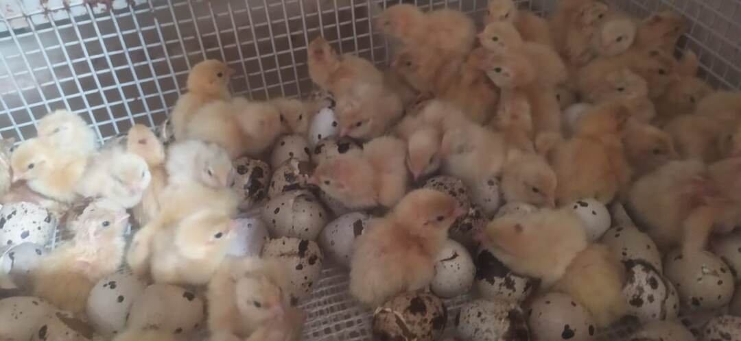 Как вырастить перепелят за 1,5 месяца: полный гид по содержанию и кормлению