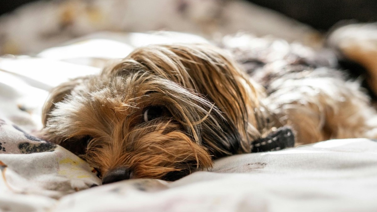    Лучше не позволять собаке спать на вашей подушке