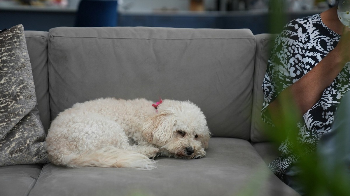    Повышенная тревожность может указывать на медецинские проблемы