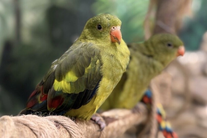 Есть ли у попугаев характер — или всё решает среда?