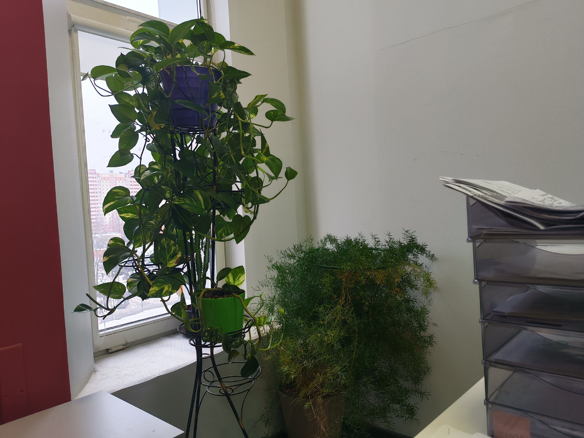 Зелёный уголок за моей спиной) 