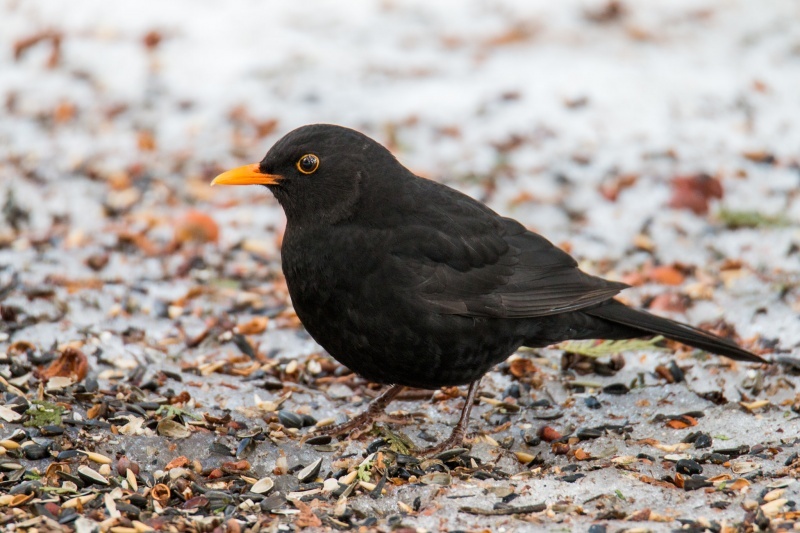 Чёрный дрозд