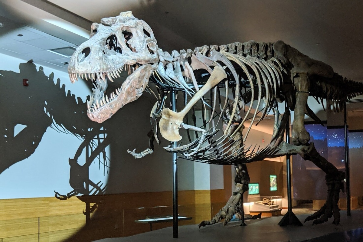     Тираннозавру Рексу требовалось 40 лет для достижения полной зрелости