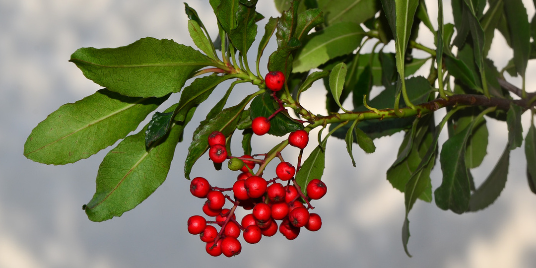 Гетеромелес