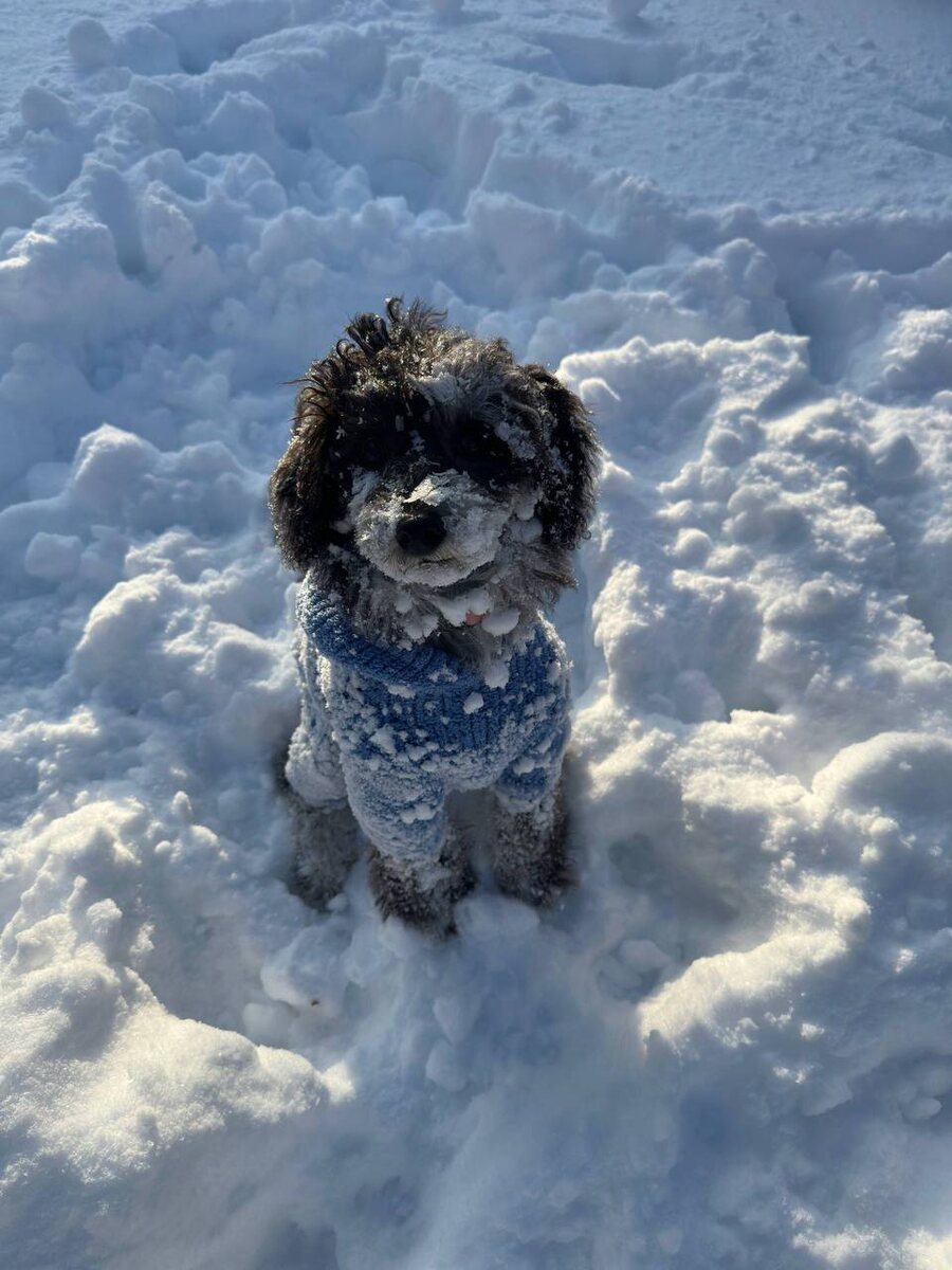 Одежда ручной работы в зоосалоне Groomik.