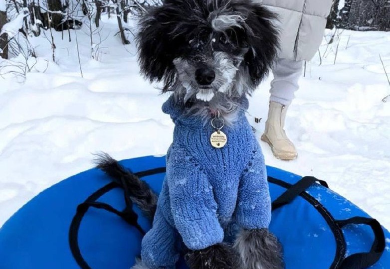 Нужна ли вашему питомцу одежда зимой?