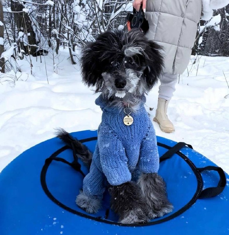 Груминг пуделя в зоослоне Groomik