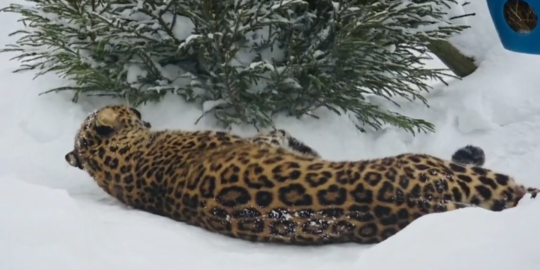 Леопард Амур из Ярославского зоопарка распробовал новогоднюю елку на вкус