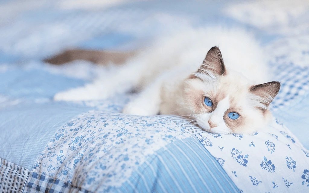 Фото из Интернета. 