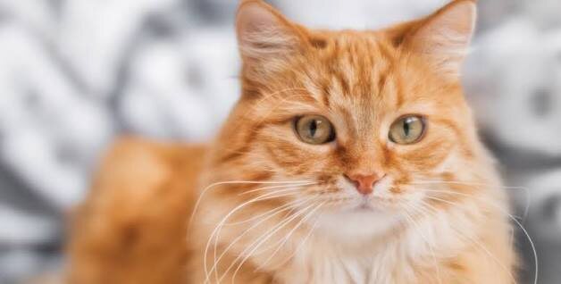 Фото из Интернета. 