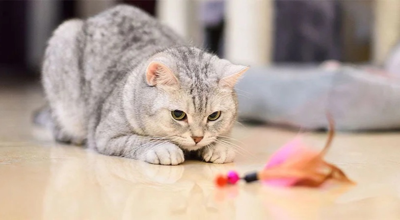 Фото из Интернета. 