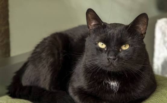 Фото из Интернета. 