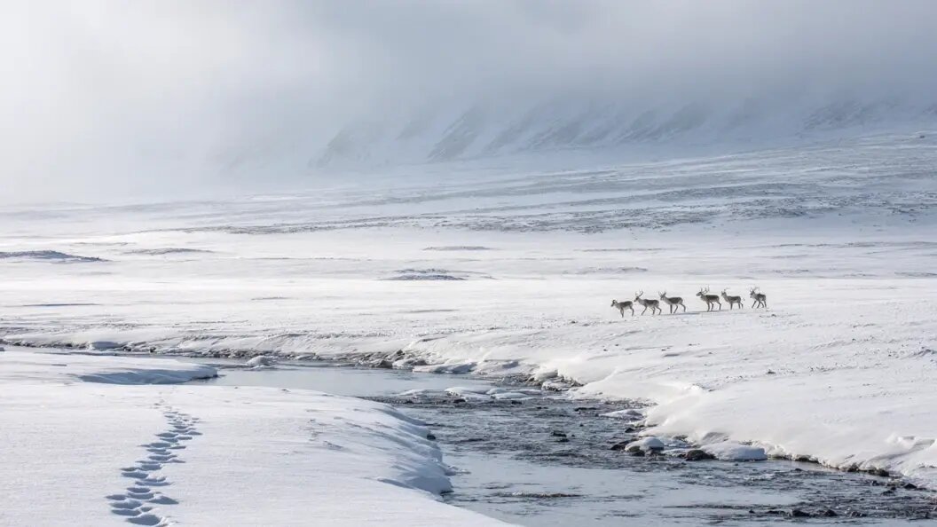    Фото: Царьград