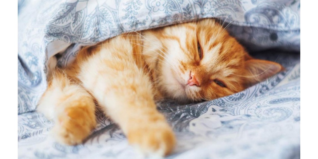 Почему кошка меняет место сна без видимой причины