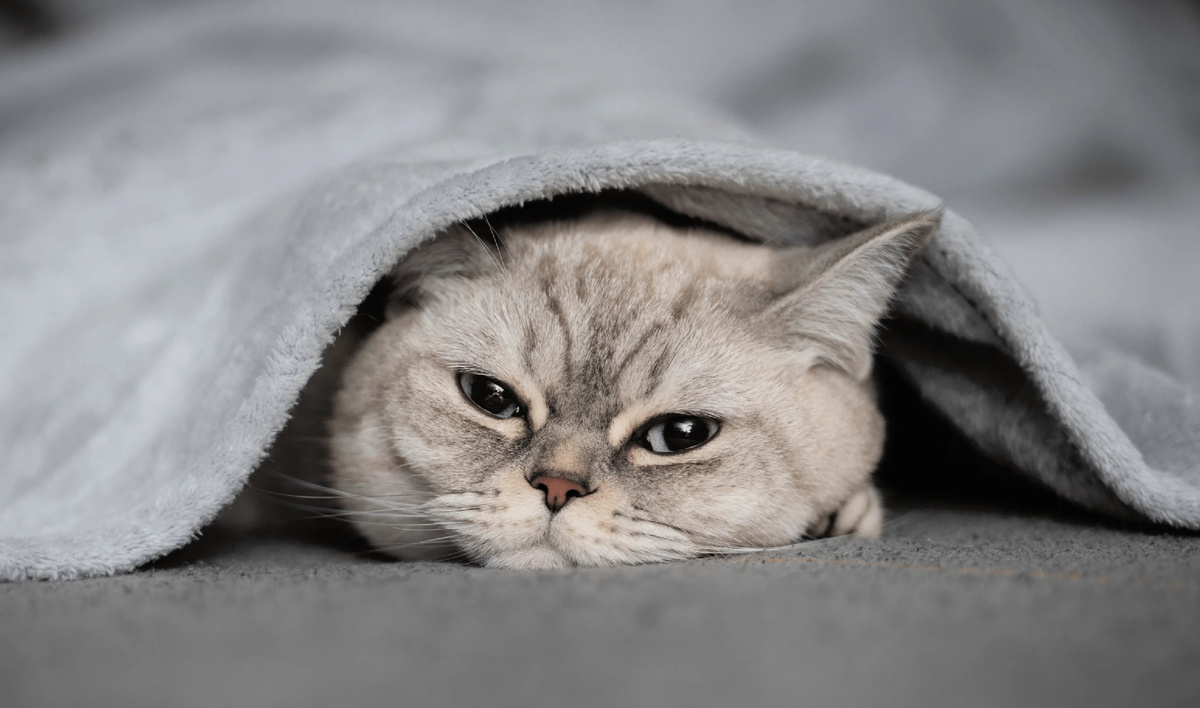 Фото из Интернета.