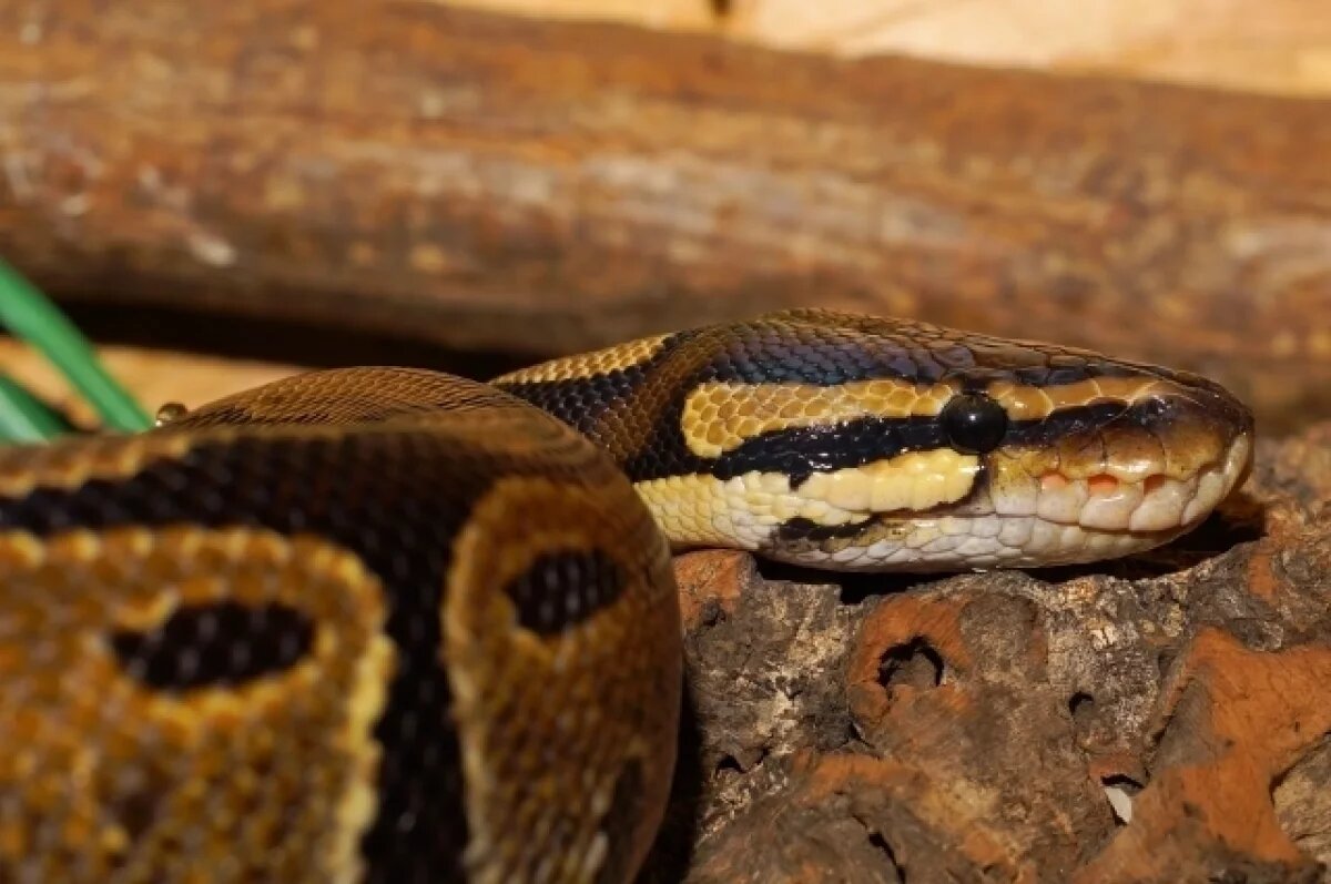    Трехметровый питон залез в кровать к спящей австралийке и притворился псом