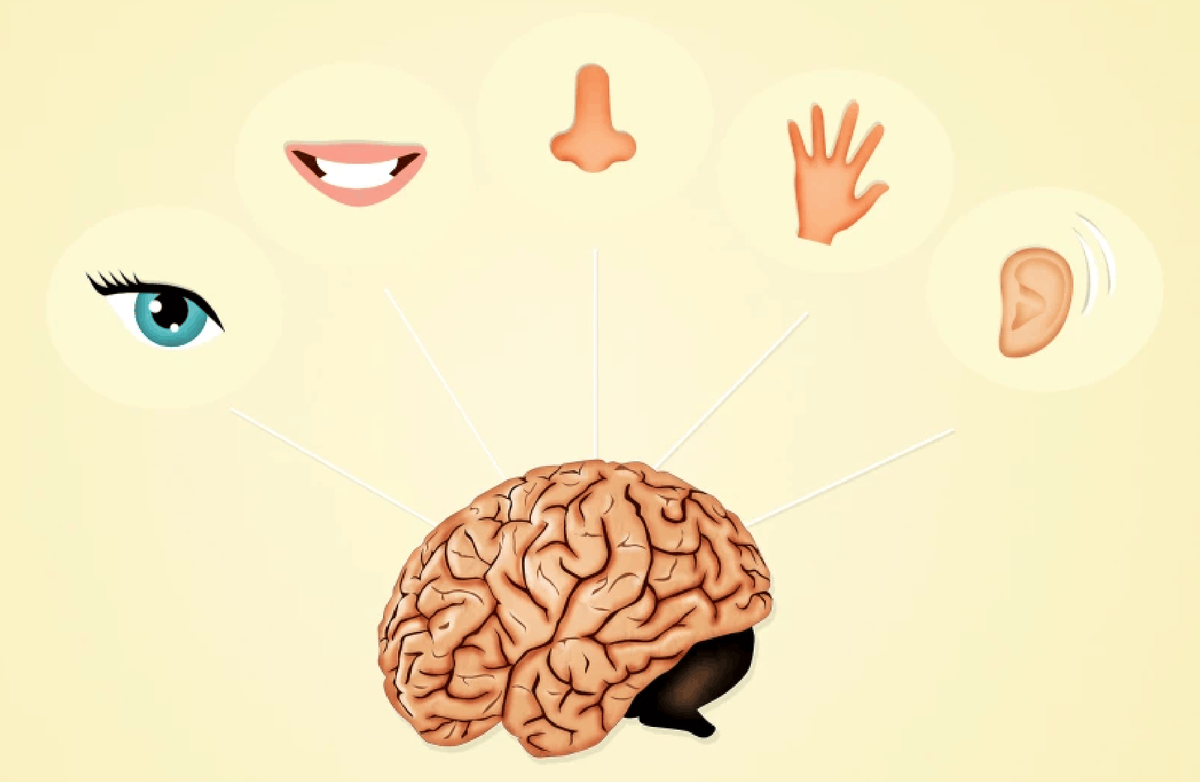    Мозг не чувствует ничего сам, а только интерпретирует данные, полученные с органов восприятия. Этим можно и нужно пользоваться.