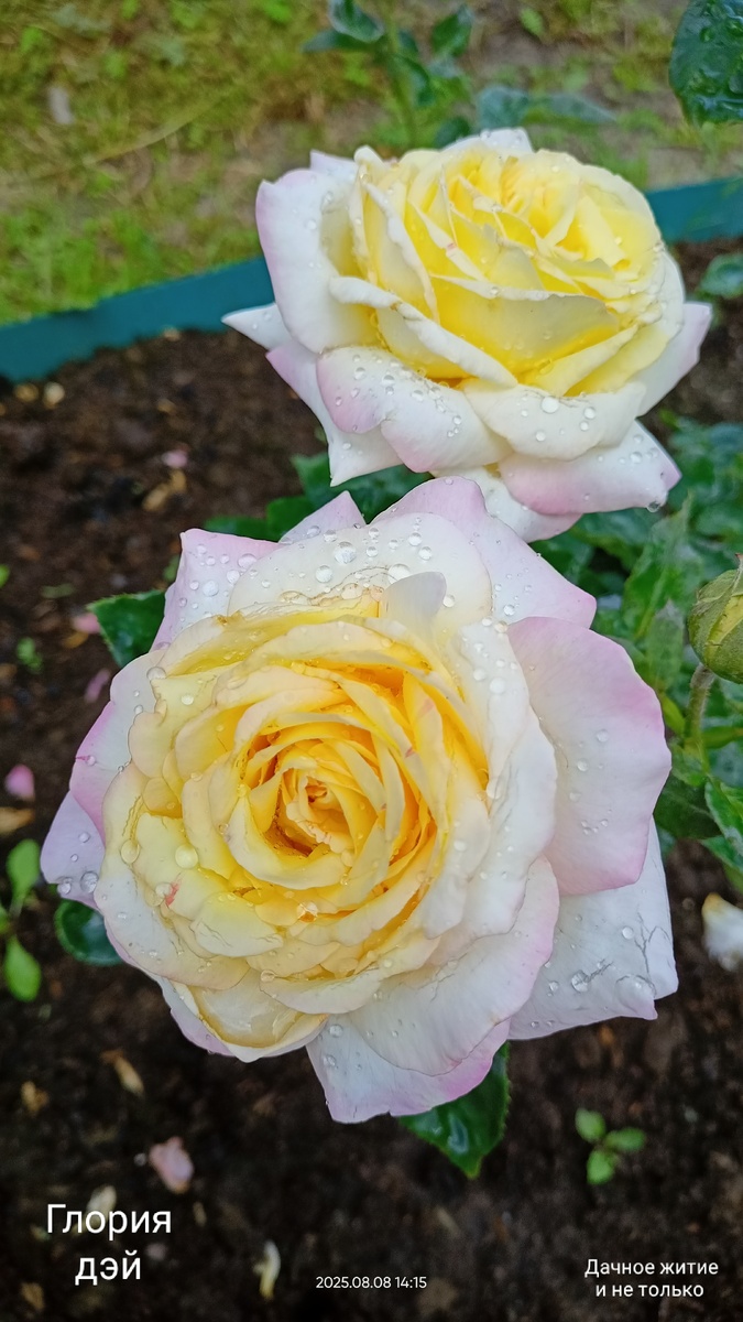 Ч/г Глория Дей. Фото автора