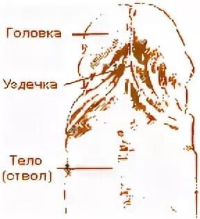Прилагаю схематичное изображение, посмотрев на него, будет всем понятно, где находится уздечка. 