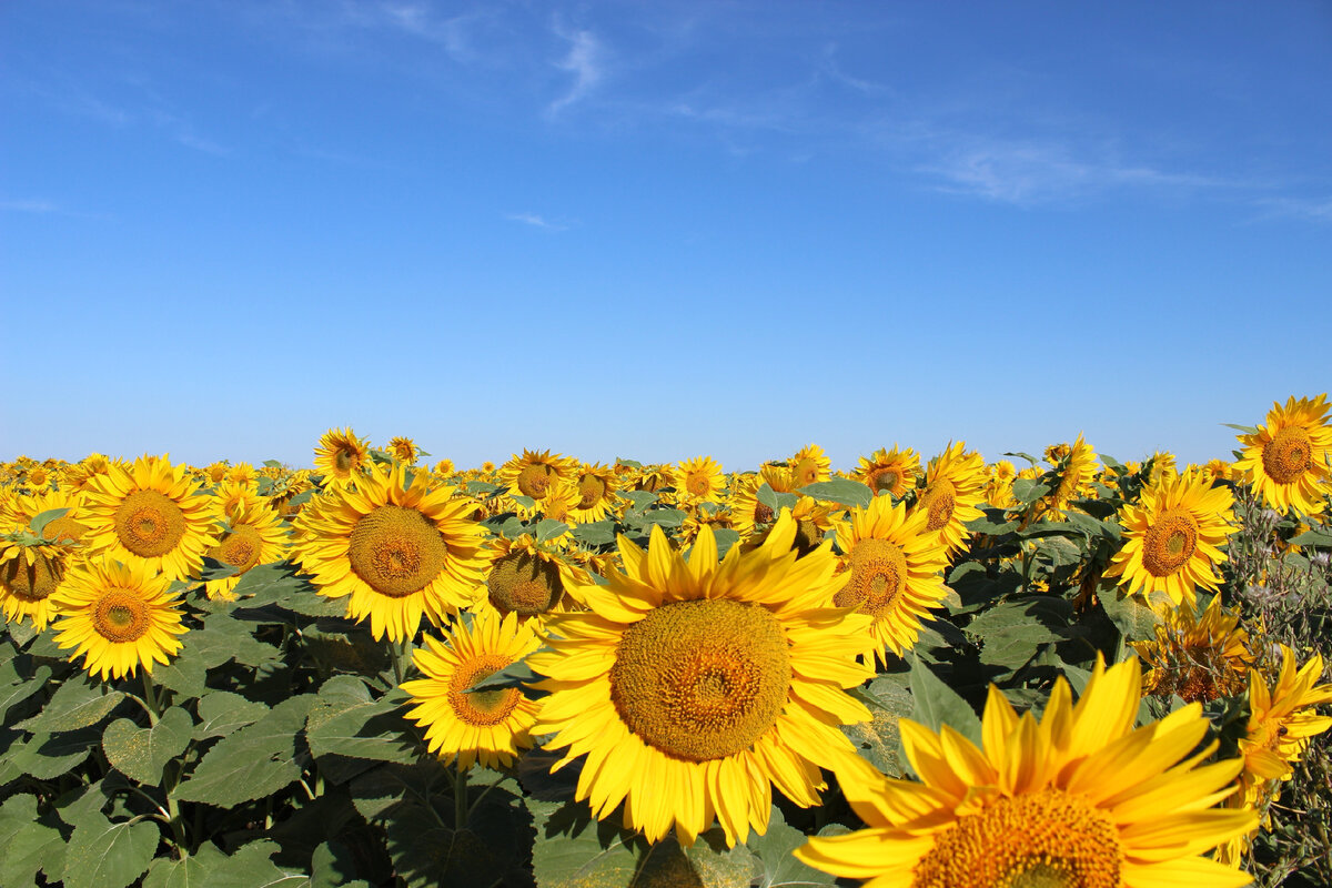 Бабушкино варенье — пожалуй, одно из самых приятных воспоминаний детства.