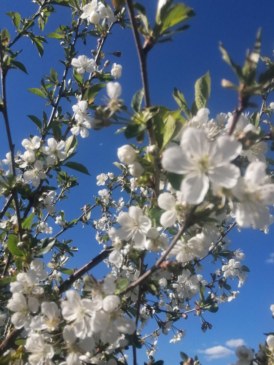 Весенний сад