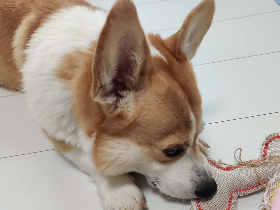    Фото: МедиаБанк Подмосковья/Кирилл Цибизов