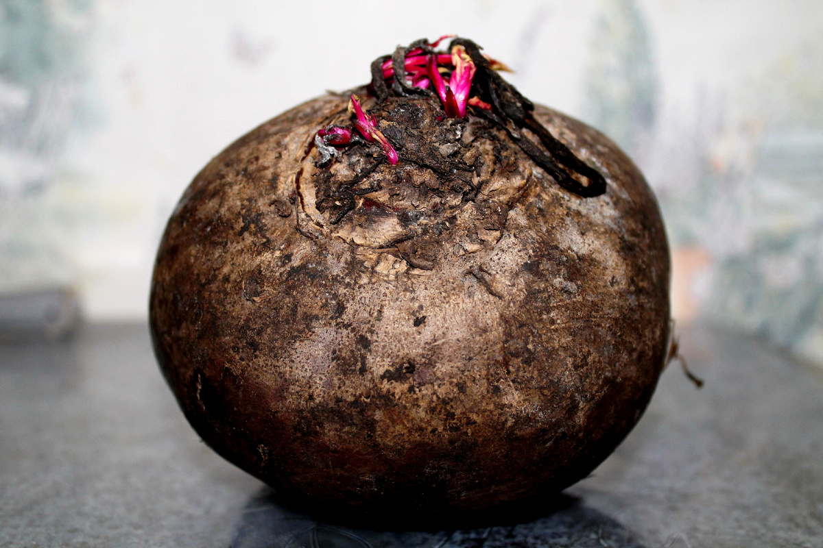 Фото автора.