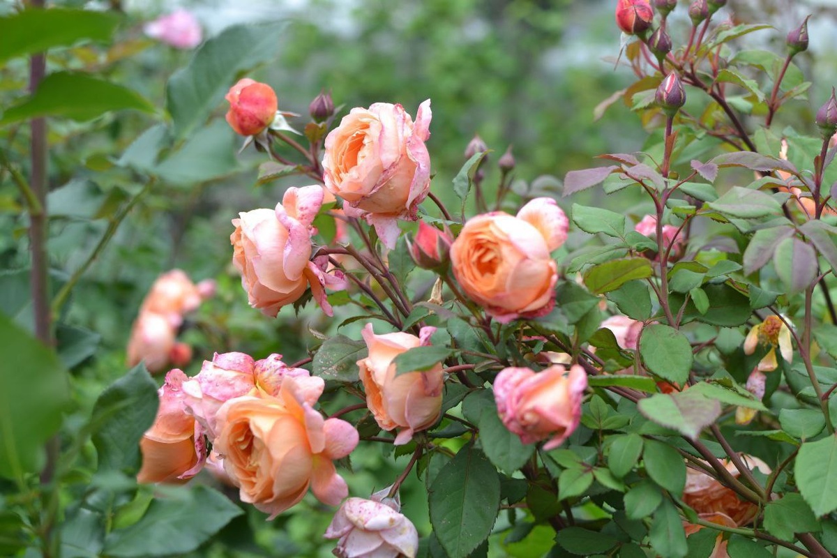Покорившие меня розы в саду Натальи Прокопенко. Три фотографии