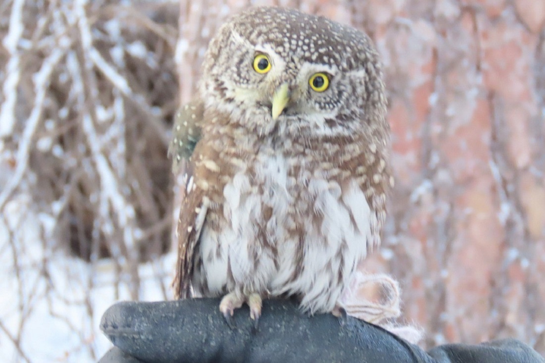    Фото: Людмила Буднева, автор Telegram-канала «Птичка на проводе»