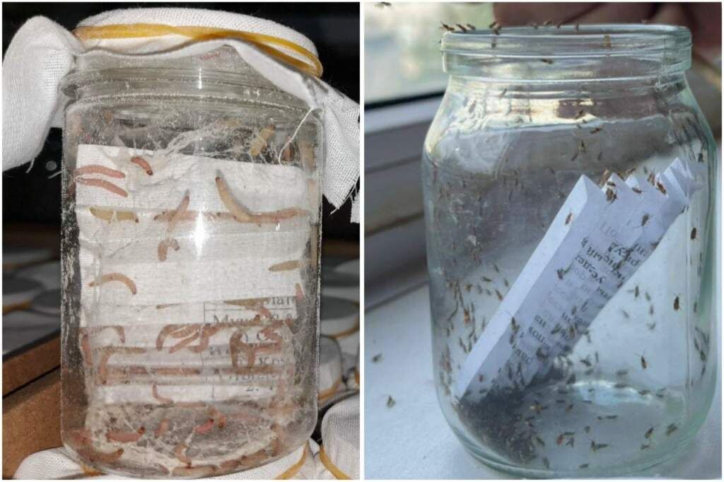    Фото: ФГБУ «Россельхозцентр» по Ростовской области Веселовские вести