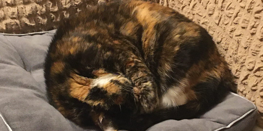 Неприятность со снегом и её последствия