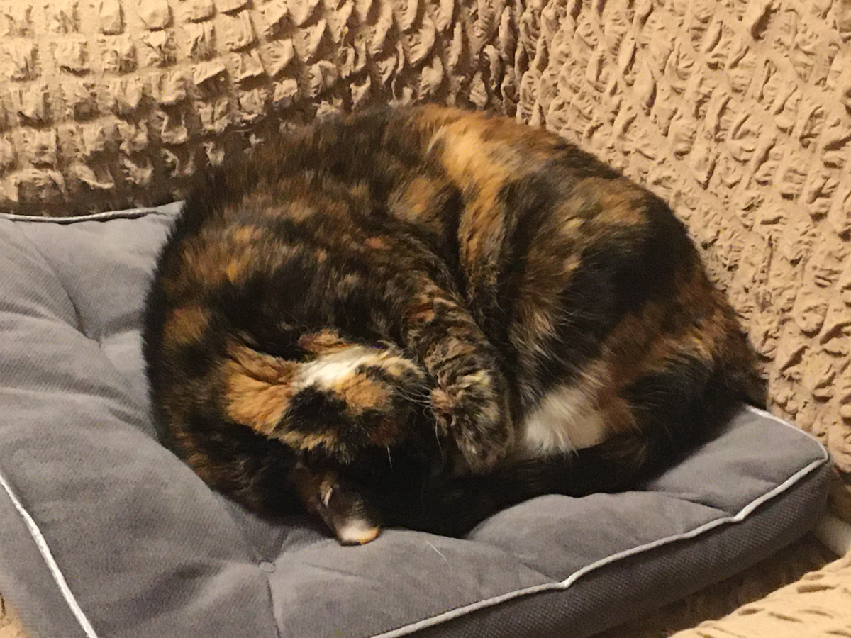 Зимой сладко спится. Фото автора