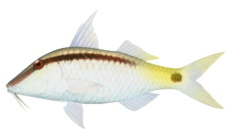 Parupeneus forsskali