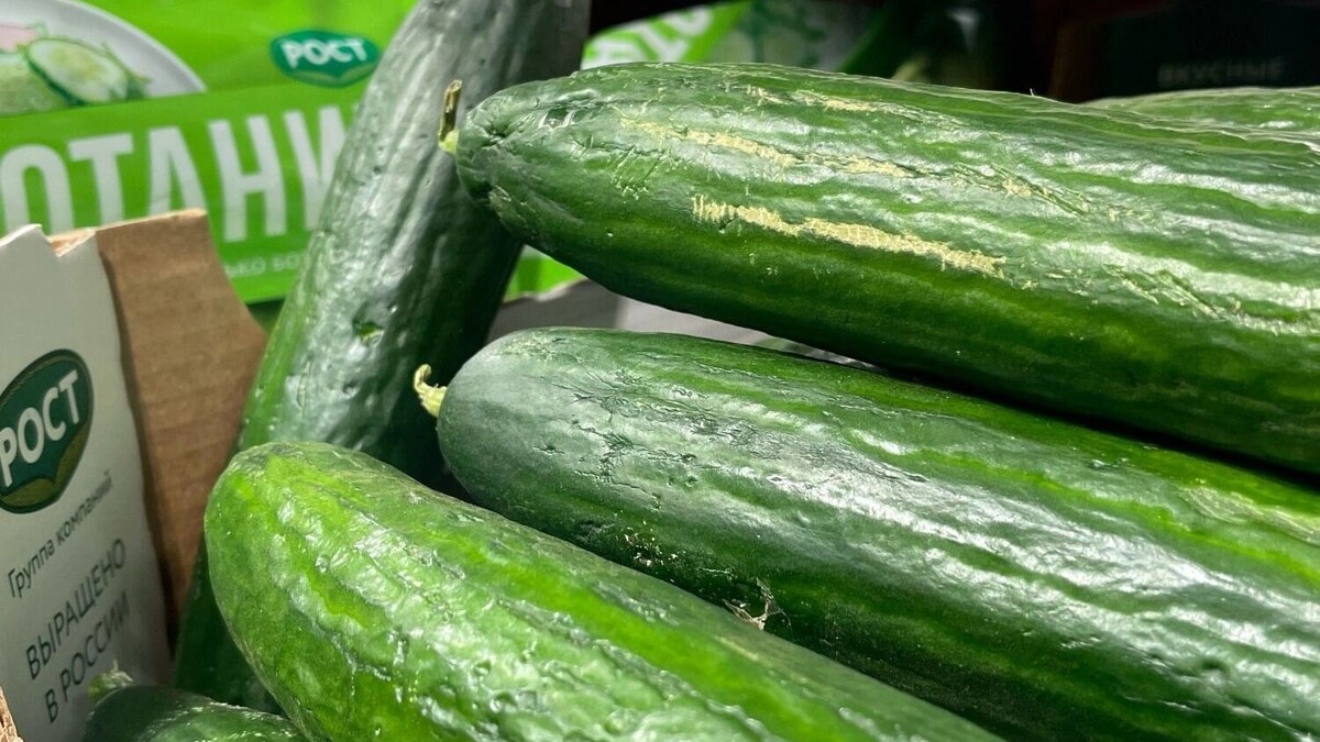    Стоимость огурцов превысила цены на экзотические фрукты   novostivolgograda.ru