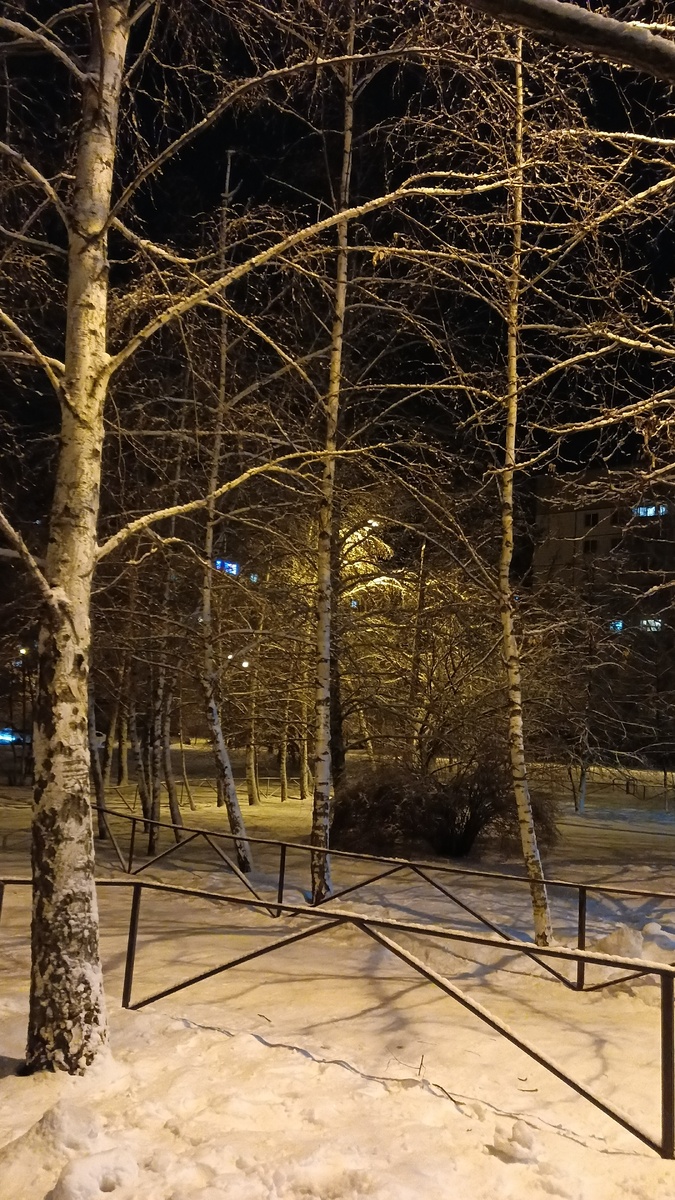 Потрясающая графика берёзовых ветвей