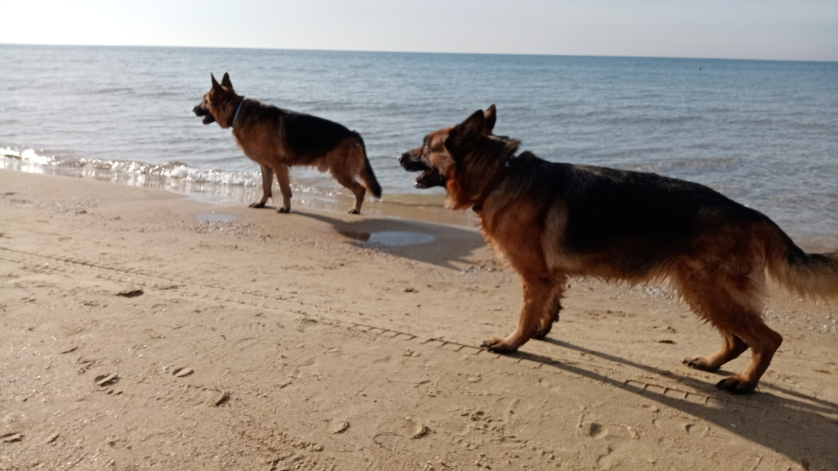 Фото автора. Из архива - Атос и Дорис, как будто это было вчера...