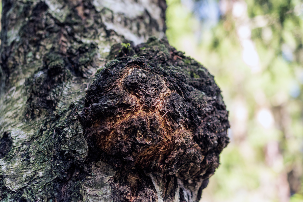 Фотография из интернета