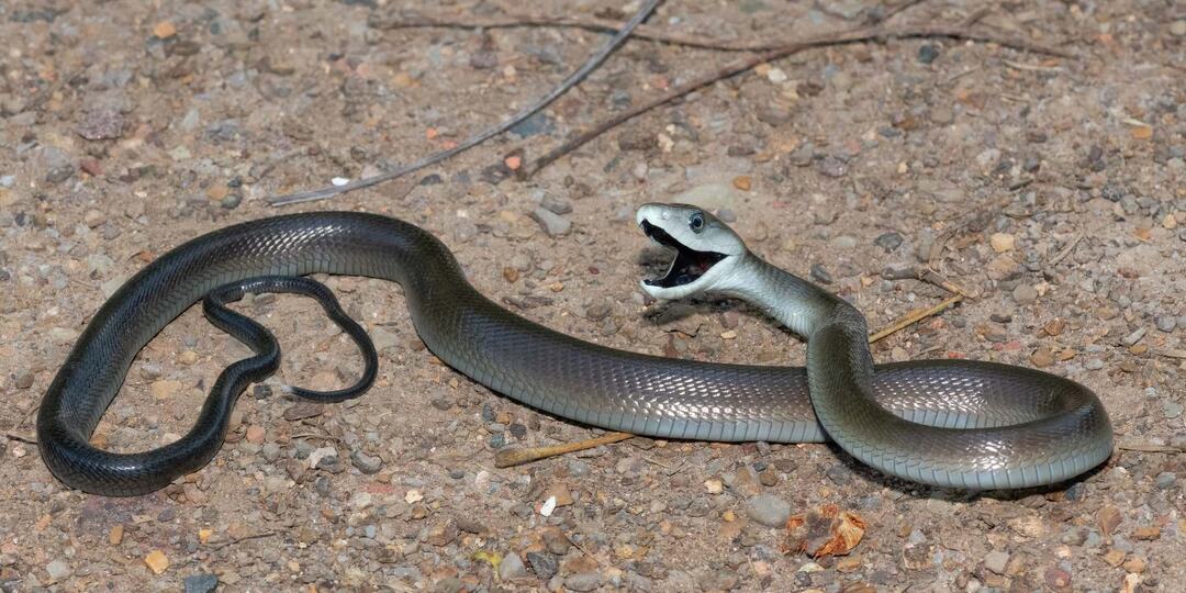 Черная мамба