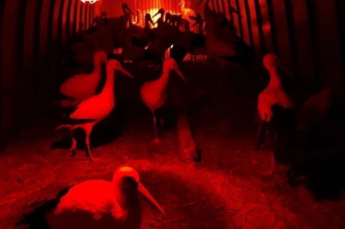    Дикие аисты зимуют под обогревателями в Гдовском районе