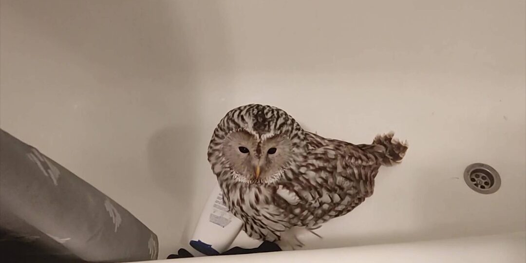 В Уфе на улице Рихарда Зорге сова врезалась в окно квартиры