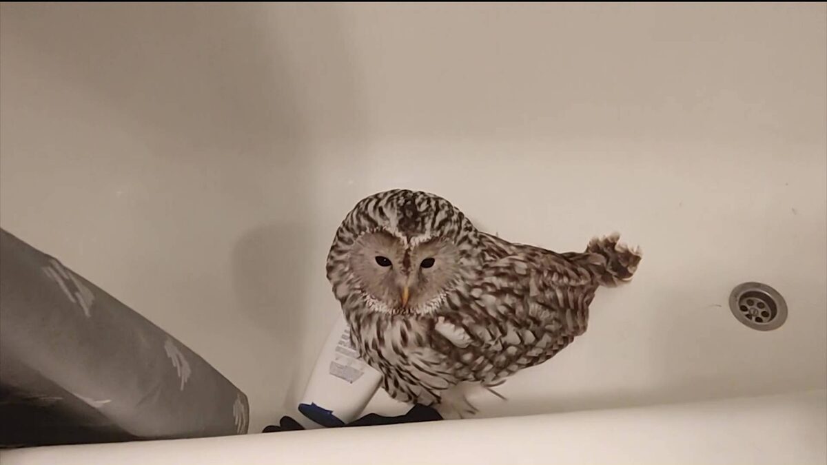    В Уфе на улице Рихарда Зорге сова врезалась в окно квартиры