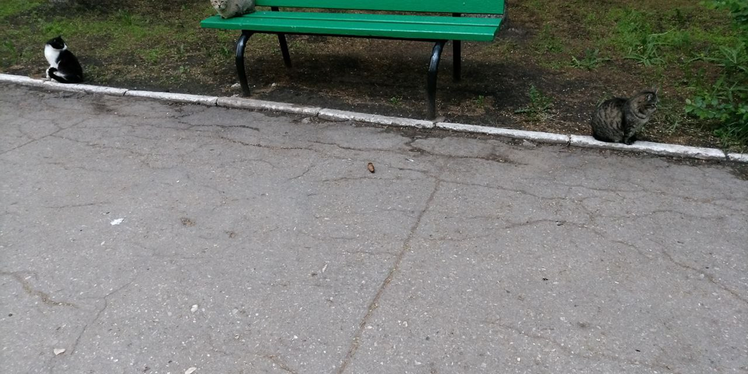 Сердце сироты. Глава 10.