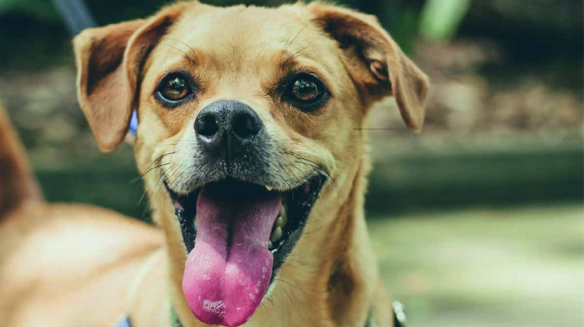 Собака радуется встрече. Фото - unsplash.com, Laura Chica.