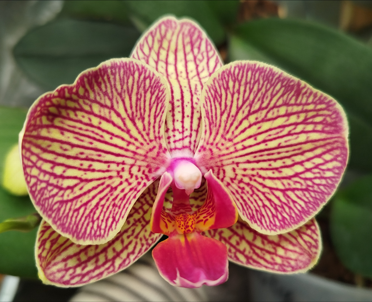 11.02.25 первое домашнее цветение