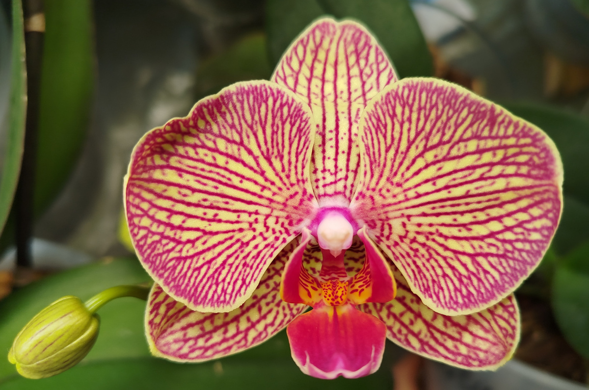 Бутон и только что раскрывшийся цветок 11.02.25 кв бьюти 