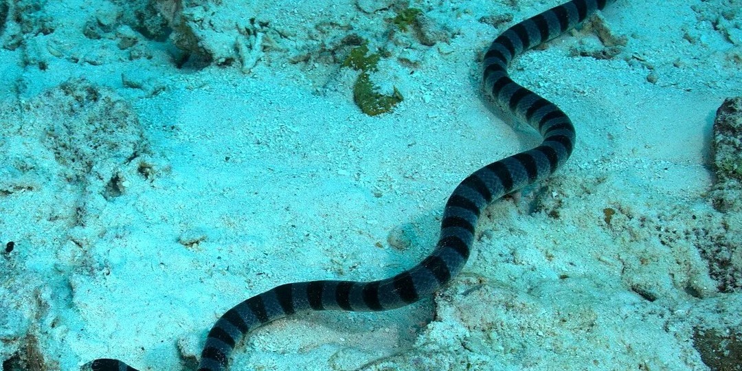 Морские змеи: загадочные обитатели океанов