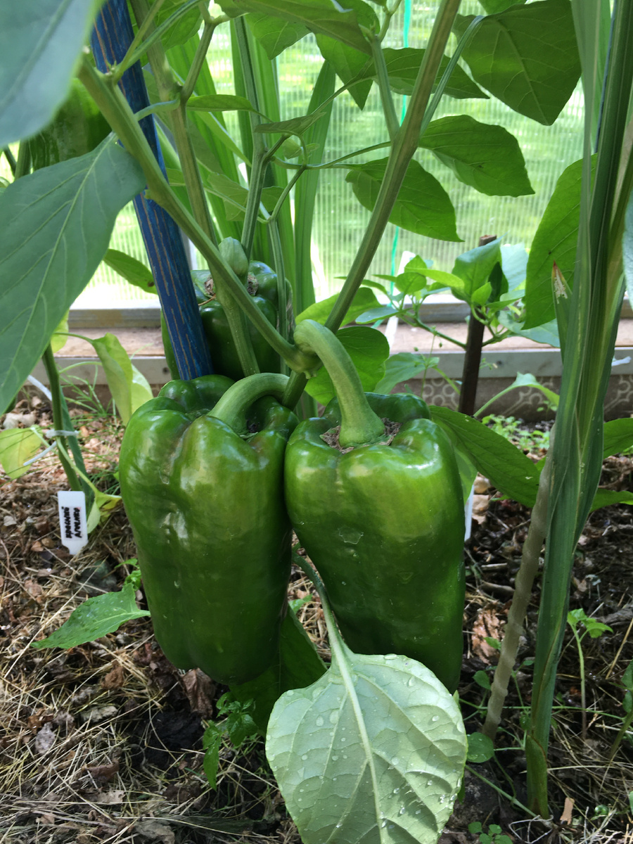 Полет 18 июля.